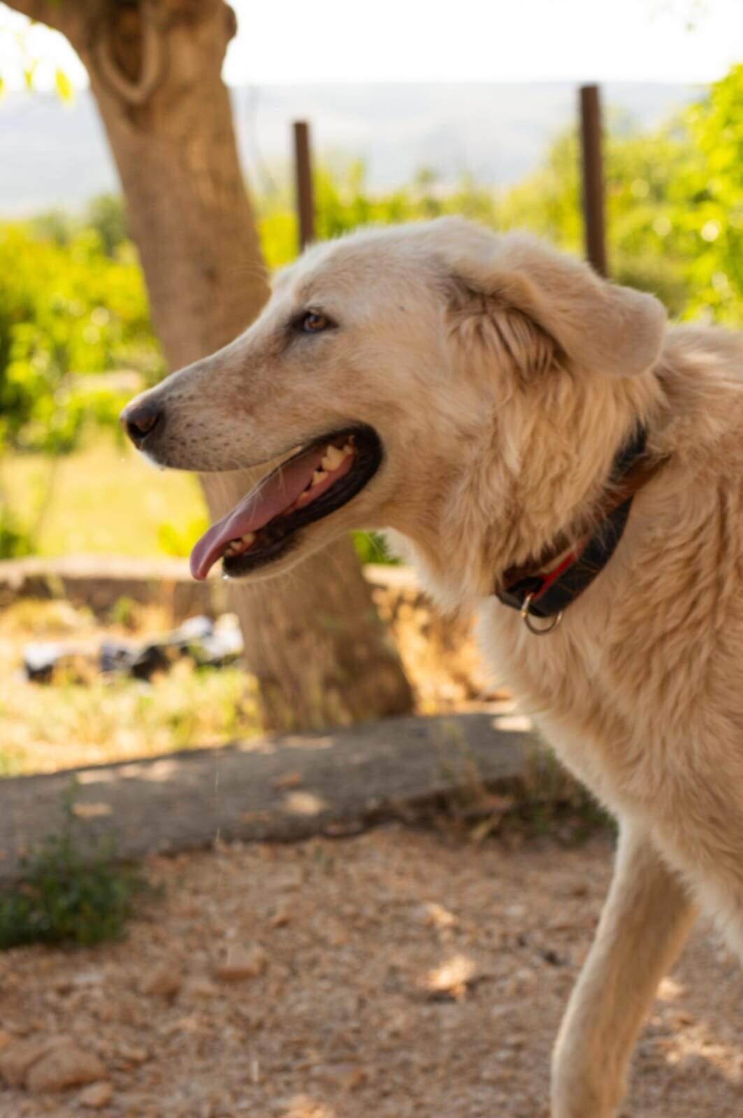Duška